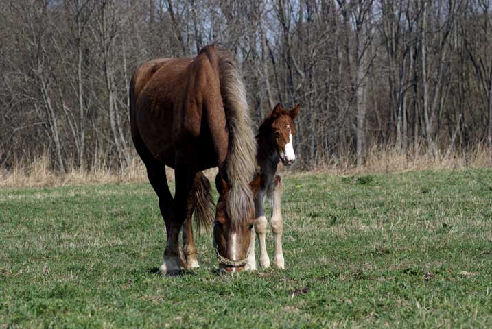 nimfa_foal_01.jpg