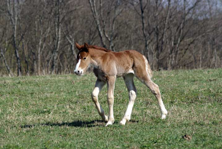 nimfa_foal_02.jpg