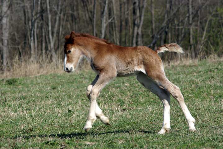 nimfa_foal_03.jpg