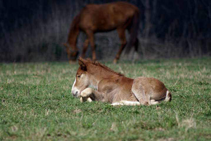 nimfa_foal_05.jpg